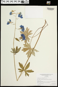 Delphinium alabamicum image