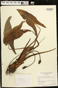 Peltandra sagittifolia image