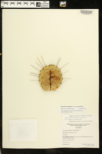 Opuntia mesacantha image