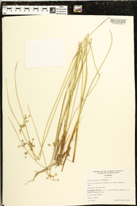 Juncus coriaceus image