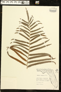 Blechnum serrulatum image