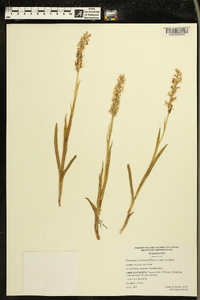 Platanthera dilatata image