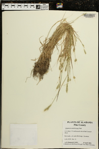 Alopecurus carolinianus image