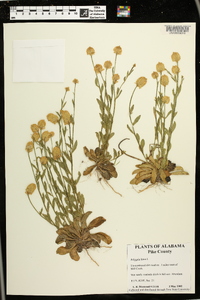 Polygala lutea image