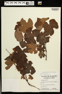Vitis aestivalis var. aestivalis image