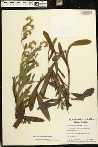 Onosmodium virginianum image