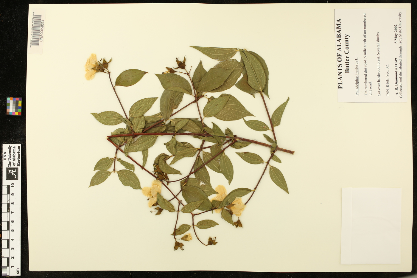 Philadelphus inodorus image