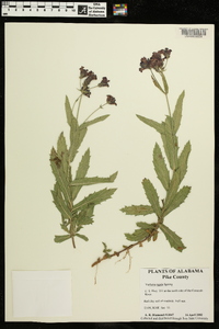 Verbena rigida image