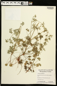 Geranium dissectum image