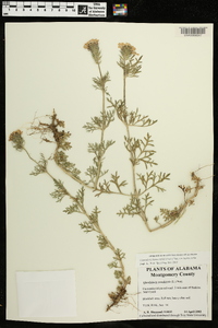 Glandularia bipinnatifida var. bipinnatifida image