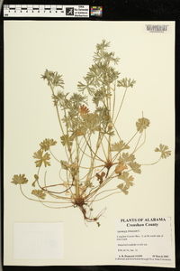 Geranium dissectum image