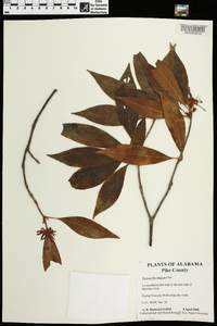 Illicium floridanum image