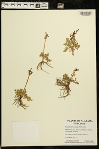 Botrychium lunarioides image