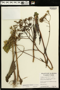 Arnoglossum ovatum image