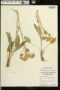 Packera tomentosa image