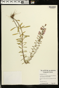 Liatris gracilis image