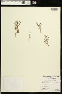 Houstonia micrantha image