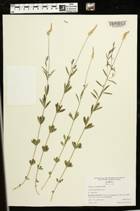 Polygala boykinii image