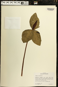 Trillium cuneatum image