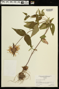 Monarda bradburiana image