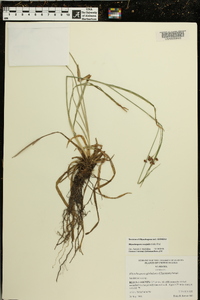 Rhynchospora recognita image