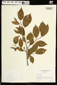 Prunus umbellata image