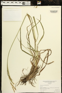 Paspalum dilatatum image