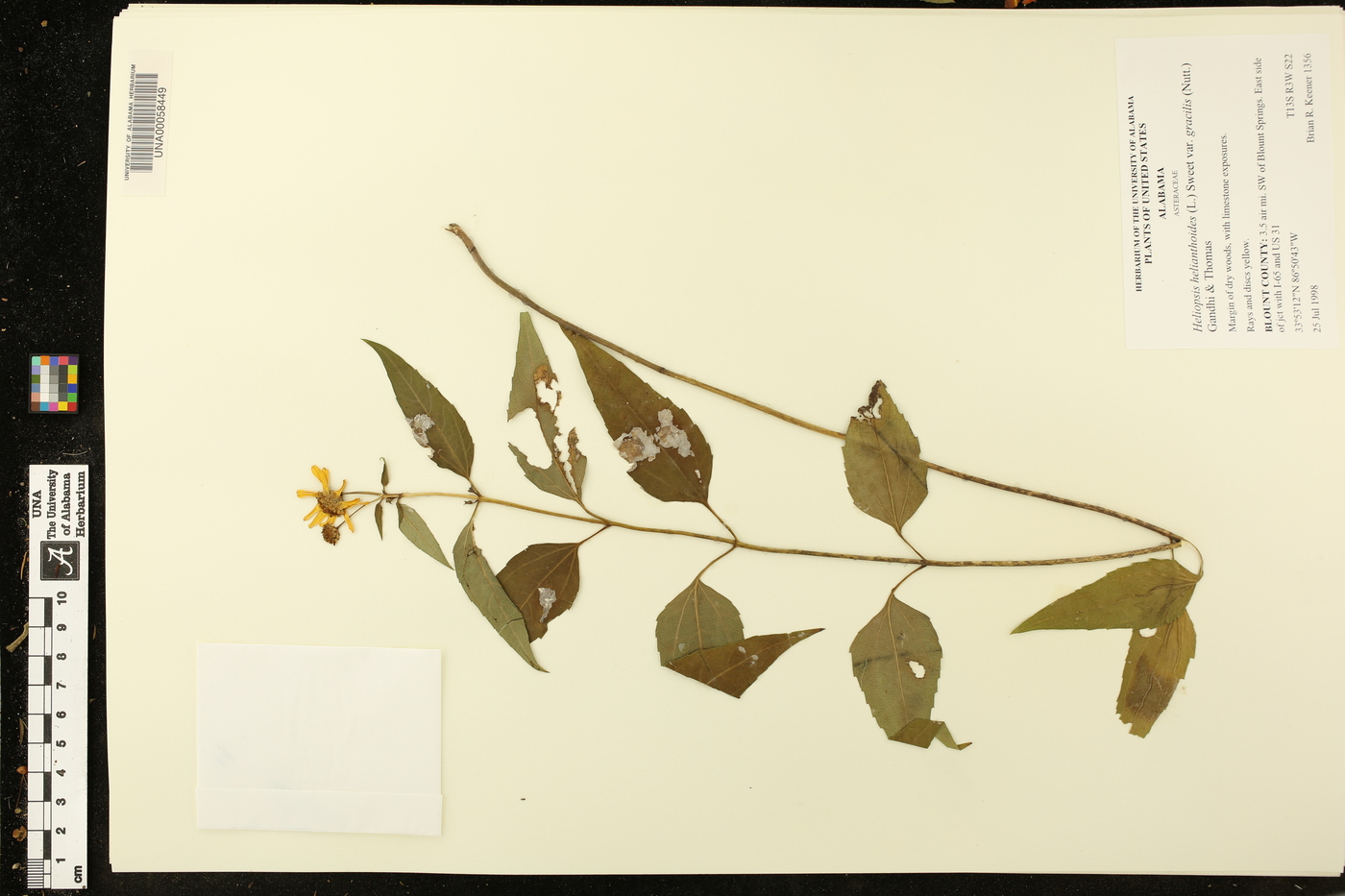 Heliopsis gracilis image