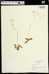 Micranthes virginiensis image