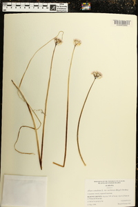 Allium canadense var. mobilense image