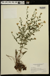 Symphyotrichum undulatum image