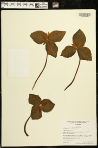 Trillium luteum image