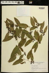 Smilax smallii image