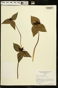 Trillium stamineum image