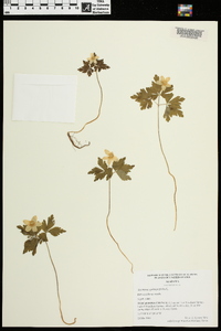 Anemone quinquefolia image