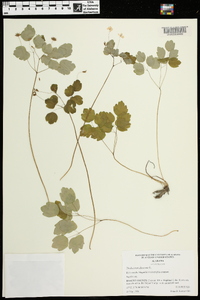 Thalictrum dioicum image