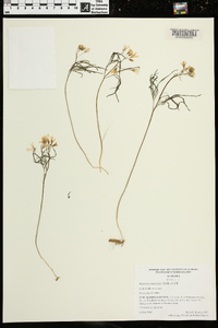 Cardamine dissecta image