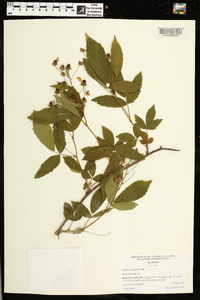 Rubus argutus image