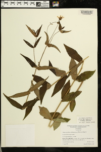 Jamesianthus alabamensis image