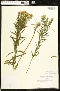 Euthamia leptocephala image