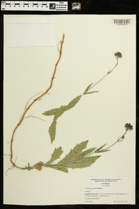 Verbena rigida image