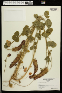 Trifolium incarnatum image