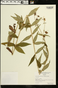 Jamesianthus alabamensis image