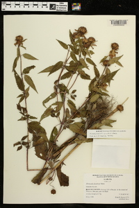 Monarda fistulosa var. mollis image