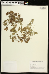 Geranium dissectum image