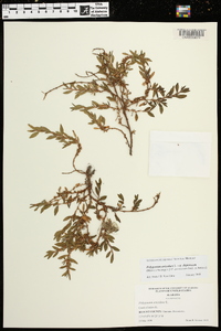 Polygonum aviculare subsp. depressum image