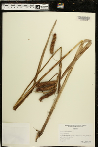 Carex comosa image