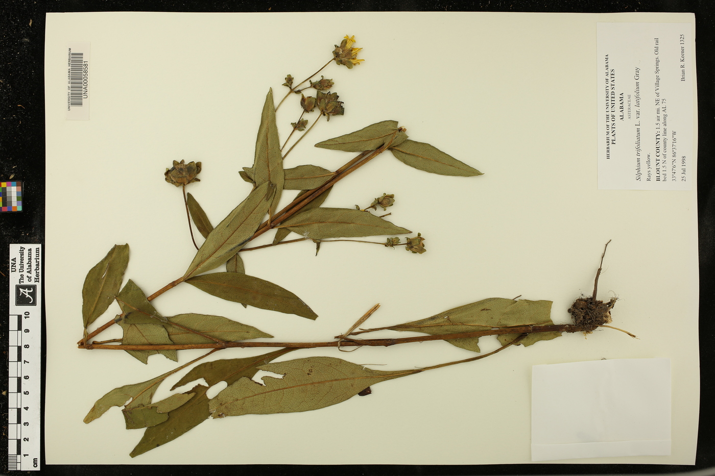 Silphium asteriscus var. latifolium image