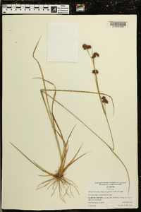 Rhynchospora chalarocephala image