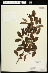 Berchemia scandens image